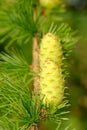 Larch strobiles Royalty Free Stock Photo