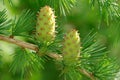 Larch strobiles Royalty Free Stock Photo
