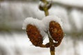 Larch strobili in the beginning of New Year Royalty Free Stock Photo