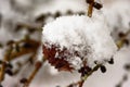 Larch strobili in the beginning of New Year Royalty Free Stock Photo