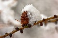 Larch strobili in the beginning of New Year Royalty Free Stock Photo