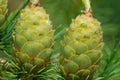 Larch strobili: two young ovulate cones with raindrops Royalty Free Stock Photo
