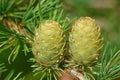 Larch strobili: two young ovulate cones with raindrops Royalty Free Stock Photo