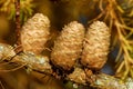 Larch strobili, old ovulate cones Royalty Free Stock Photo