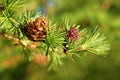 Larch strobili Royalty Free Stock Photo