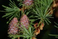 Female Larch strobili Royalty Free Stock Photo