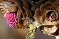 Larch strobili, young and old ovulate cones