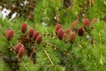 Larch strobili: young ovulate cones Royalty Free Stock Photo