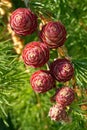 Larch strobili: young ovulate cones Royalty Free Stock Photo