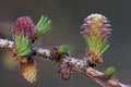 Larch strobili, young ovulate cones Royalty Free Stock Photo