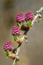 Young cones of larch tree in spring Royalty Free Stock Photo