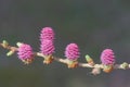 Young cones of larch tree in spring Royalty Free Stock Photo