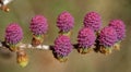 Young ovulate cones of larch tree in spring Royalty Free Stock Photo