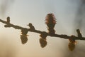 Young cones of larch tree in spring Royalty Free Stock Photo