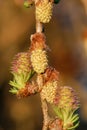 Young cones of larch tree in spring Royalty Free Stock Photo