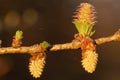 Young cones of larch tree in spring Royalty Free Stock Photo