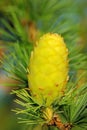 Larch strobilus