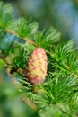 Larch strobilus