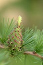 Larch strobilus