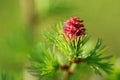 Larch strobilus