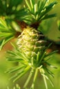 Larch strobilus