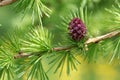 Larch strobilus