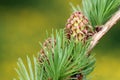 Larch strobilus