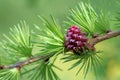 Larch strobilus