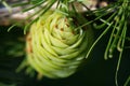 Larch strobilus, an ovulate cone Royalty Free Stock Photo