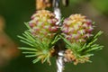 Larch strobilus: two young ovulate cones Royalty Free Stock Photo