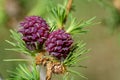 Larch strobilus: two young ovulate cones Royalty Free Stock Photo