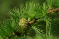 Larch strobilus, an ovulate cone Royalty Free Stock Photo