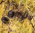 Larch Or Tamarack Cones In Autumn Royalty Free Stock Photo