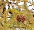 Larch Or Tamarack Cones In Autumn Royalty Free Stock Photo