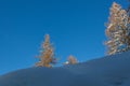 Larch tips covered in snow over a snowy slope