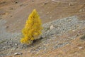 Larch tree in autumn colours.