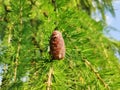 Larch tree cone growing on branch