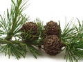Larch tree cones on a branch