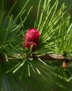 Larch tree female red cone looking like a beautiful flower Royalty Free Stock Photo