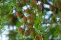 Larch tree fresh cones on nature background. Branches with young needles European larch Larix decidua Royalty Free Stock Photo