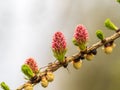 Larch tree fresh pink cones blossom at spring on nature background Royalty Free Stock Photo