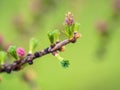 Larch tree fresh pink cones blossom at spring on nature background Royalty Free Stock Photo