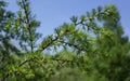 Larch tree fresh pink cones blossom at spring on nature background. Branches with young needles European larch Larix decidua with Royalty Free Stock Photo