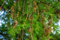 Larch tree fresh pink cones blossom at spring nature background. Branches with young needles European larch Larix decidua with Royalty Free Stock Photo