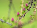 Larch tree fresh pink cones blossom at spring on nature background Royalty Free Stock Photo