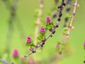 Larch tree fresh pink cones blossom at spring on nature background Royalty Free Stock Photo