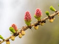 Larch tree fresh pink cones blossom at spring on nature background Royalty Free Stock Photo