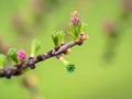 Larch tree fresh pink cones blossom at spring on nature background Royalty Free Stock Photo