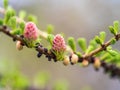 Larch tree fresh pink cones blossom at spring on nature background Royalty Free Stock Photo