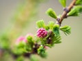 Larch tree fresh pink cones blossom at spring on nature background Royalty Free Stock Photo